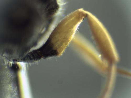 Ectemnius rubicola